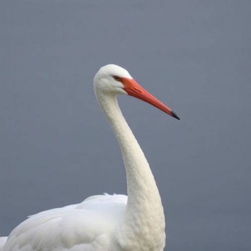 Une cigogne blanche sur son nid.