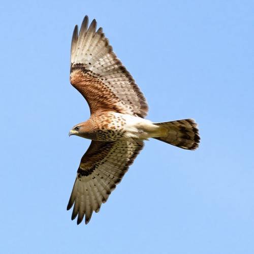 Un Épervier d'Europe mâle avec un plumage roux sur la poitrine.