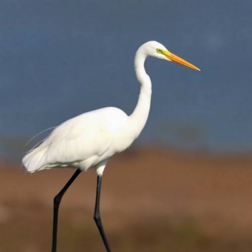 Grande Aigrette
