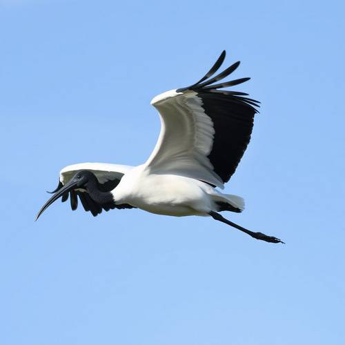 Un Ibis sacré en vol, montrant le contraste entre son corps blanc et ses extrémités d'ailes noires.