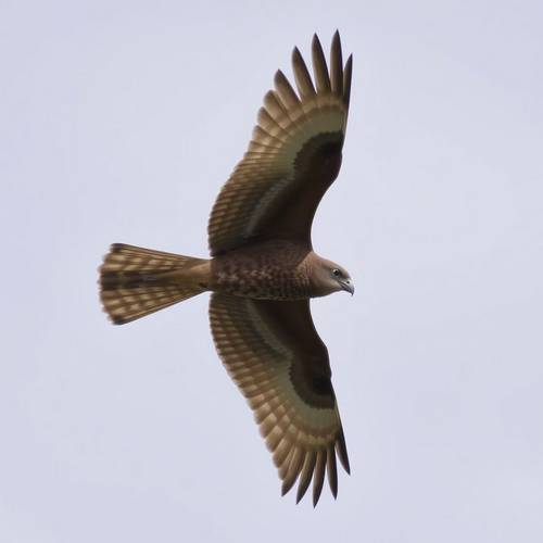 Un Milan noir avec sa queue légèrement fourchue, en vol.