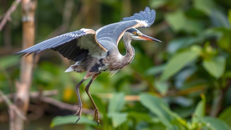 Photo d'un oiseau emblématique des zones humides