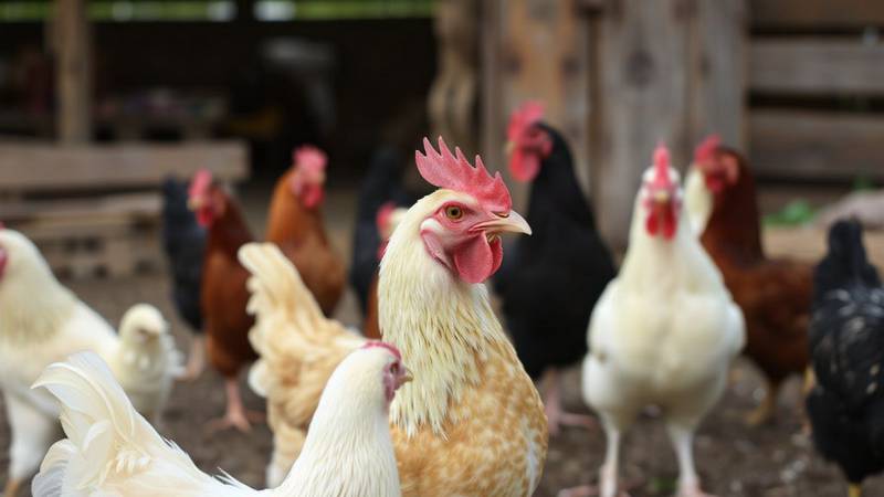 plusieurs poules domestique