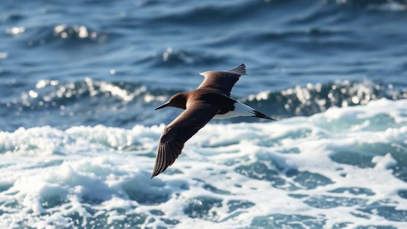 Un Puffin des Anglais en vol rasant les vagues, montrant son contraste noir et blanc.