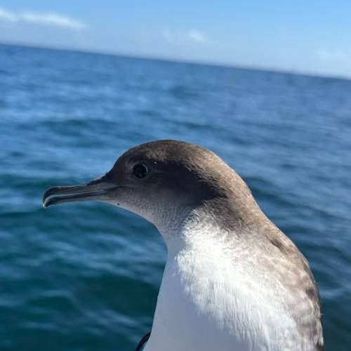 Puffin des Baléares.