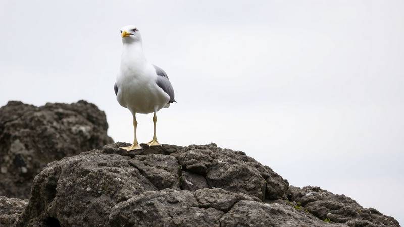 A large Herring Gull with a powerful yellow beak.