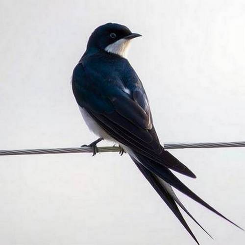 Barn Swallow