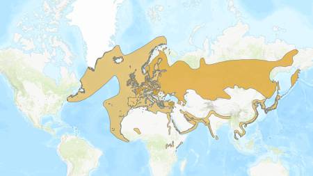 World distribution map of the Black-headed Gull, showing breeding, wintering, and year-round ranges.