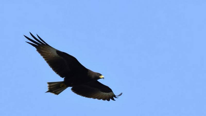 Black Kite