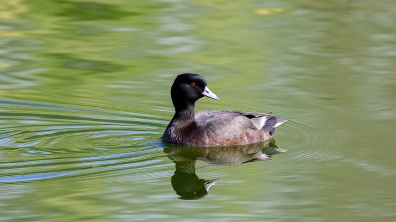A Eurasian Coot swimming with its white frontal shield.
