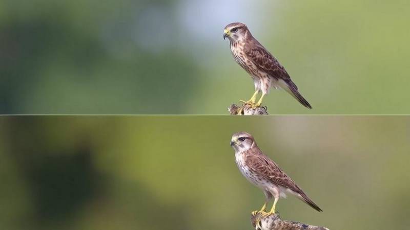 Adult male and juvenile Eurasian Sparrowhawk in flight comparison.