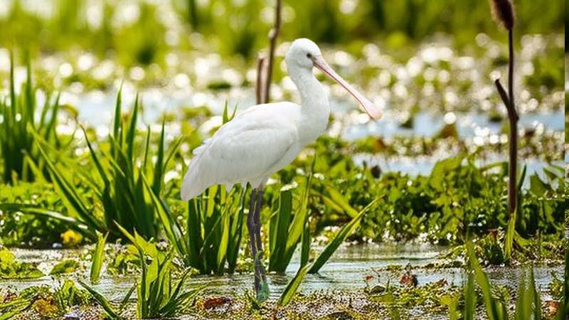 Eurasian Spoonbill