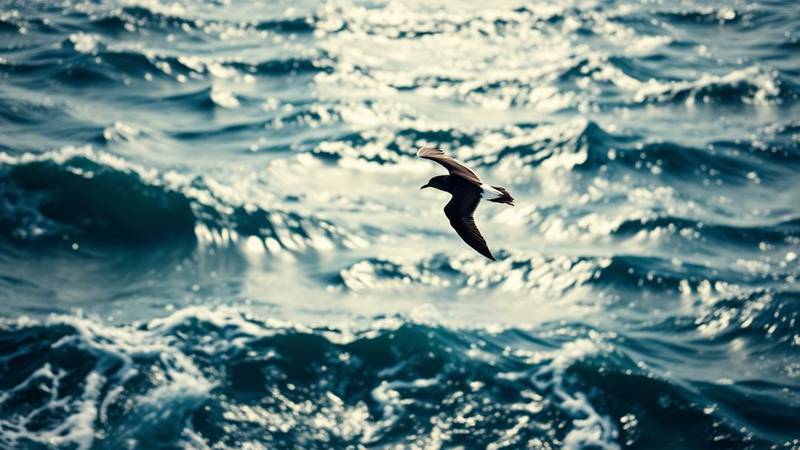 A European Storm Petrel in flight, skimming the waves, showing its dark plumage and white rump.