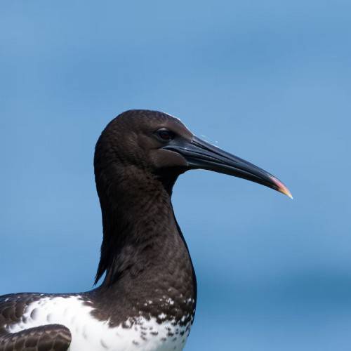 Portrait of a Magnificent Frigatebird showing its long, hooked bill.
