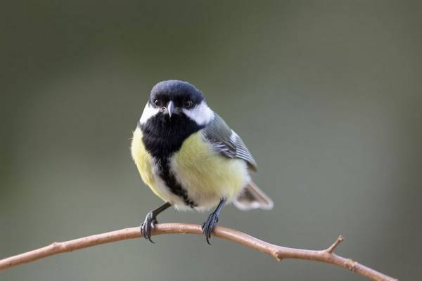 Great Tit with its black head and bold breast stripe.