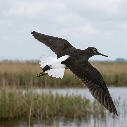 Green Sandpiper