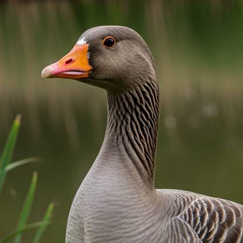 Greylag Goose