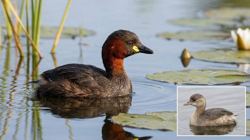 Little Grebe in winter on the water