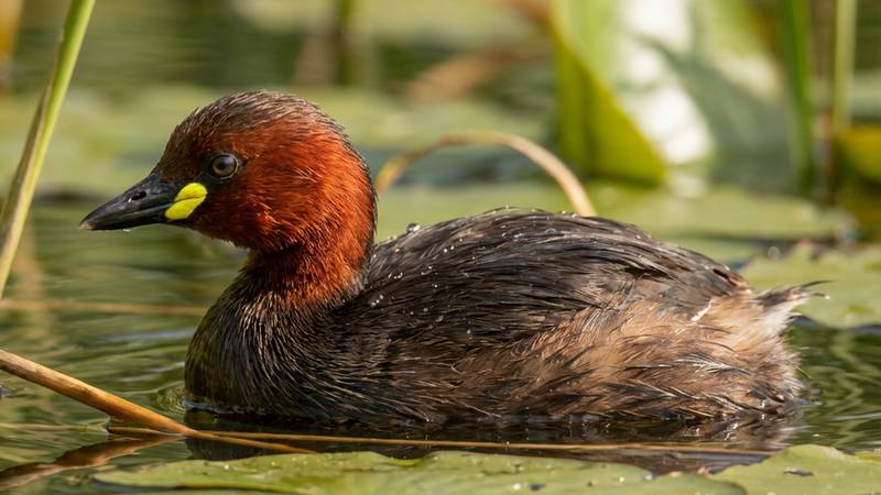 Adult Little Grebe swimming on a pond