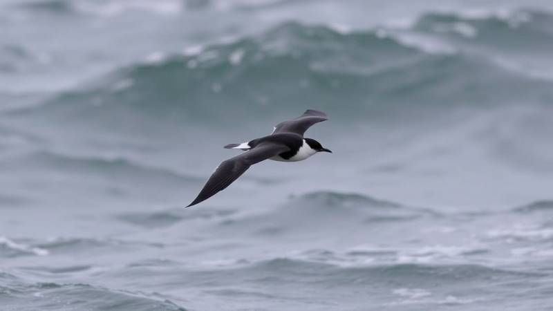 A Manx Shearwater in flight, banking low over the waves and showing its sharp black-and-white contrast.