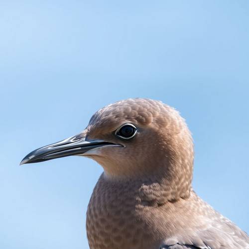 Portrait of a Balearic Shearwater showing its duller, brownish plumage.