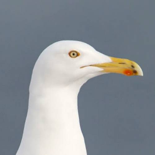 Herring Gull