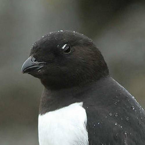 Portrait of a Little Auk showing its small, stubby black bill.