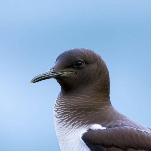 Portrait of a Manx Shearwater showing the sharp contrast between its black and white plumage.