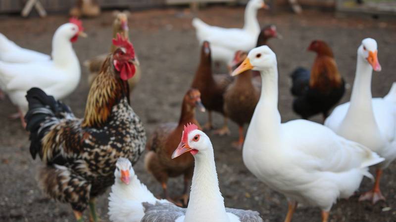 Photo of various poultry: chicken, duck, goose in a farmyard.