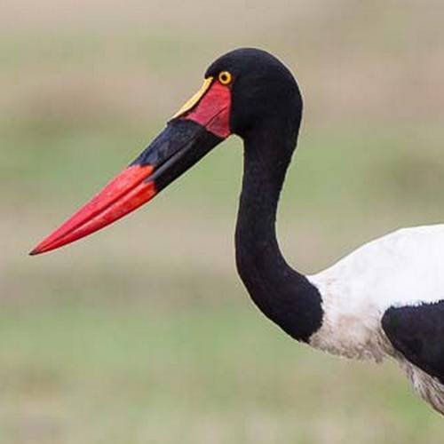 Detail of a Saddle-billed Stork's bill.