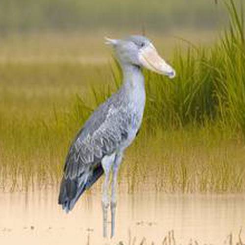 A Shoebill standing motionless in a swamp.