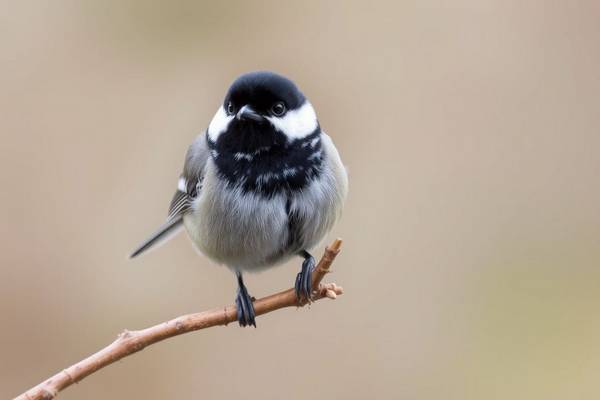 Small Coal Tit with a white nape patch.