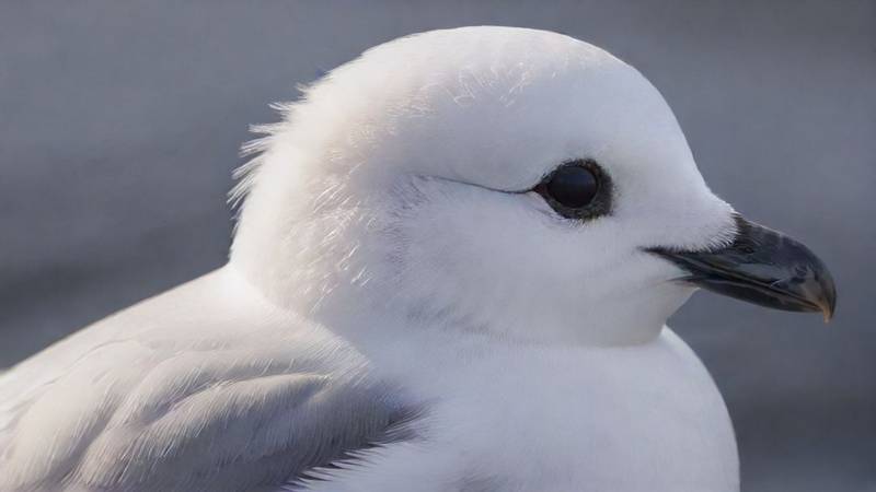 A close-up of a Snow Petrel, showing its white feathers, black bill, and dark eyes.