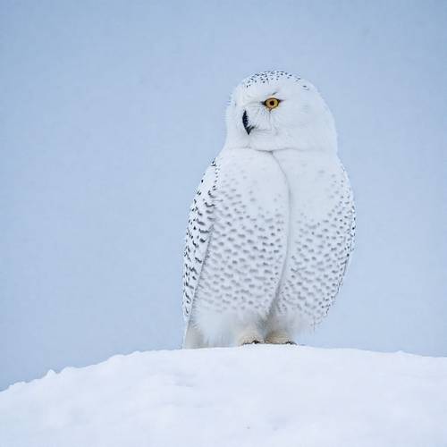 A white Snowy Owl perched on snow.