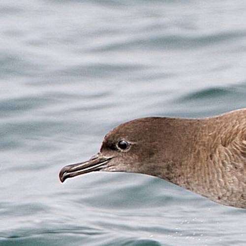 Sooty Shearwater, dark in color.