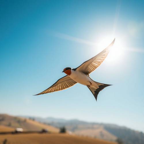 A Barn Swallow in flight.