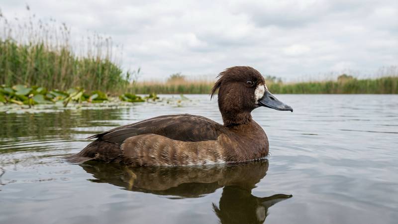 Female Tufted Duck on water
