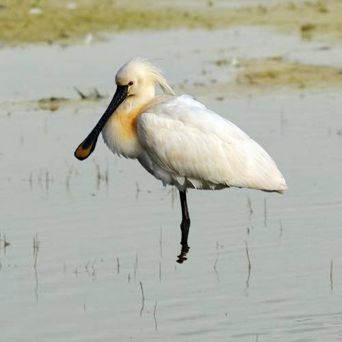 A Eurasian Spoonbill in a wetland.