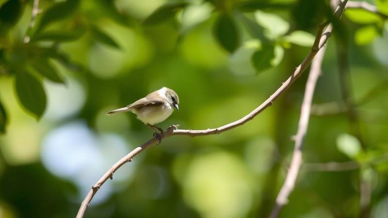 A Willow Tit foraging for insects on a thin branch.