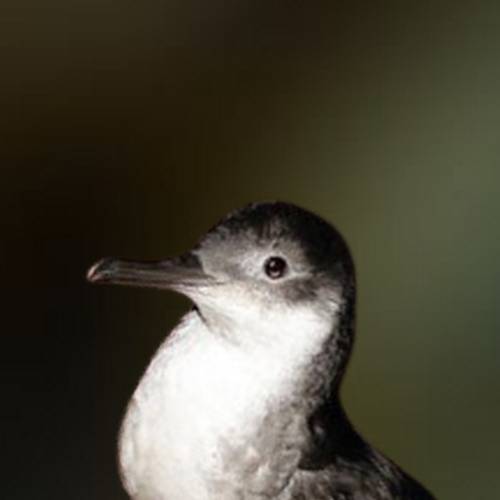 Yelkouan Shearwater at sea.
